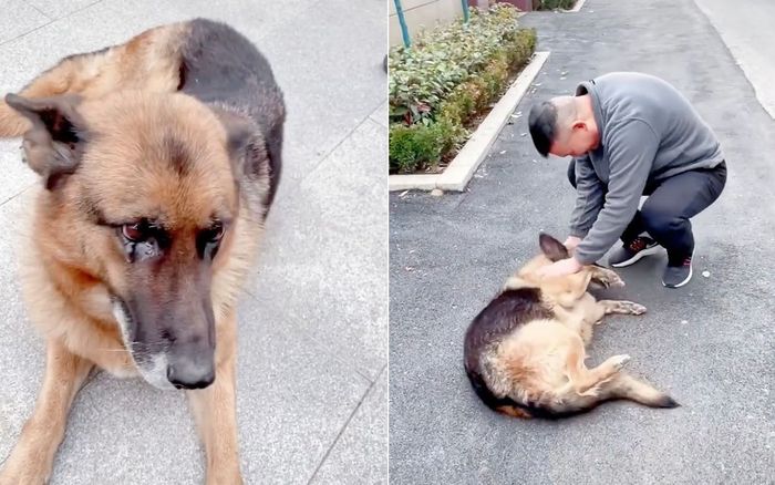 Gặp lại người huấn luyện cách biệt nhiều năm, phản ứng của cô chó nghiệp vụ khiến mọi người sững sờ