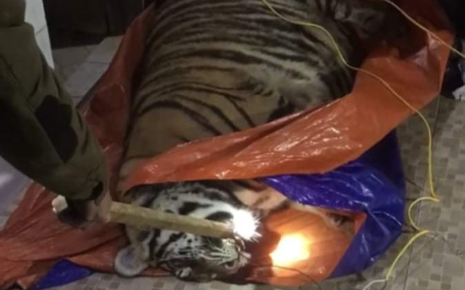Phát hiện hổ nặng 2,5 tạ bị điện giật bất tỉnh trong nhà dân