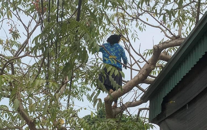 Cụ bà thoăn thoắt leo cây hái quả, biết được số tuổi càng khiến nhiều người thán phục