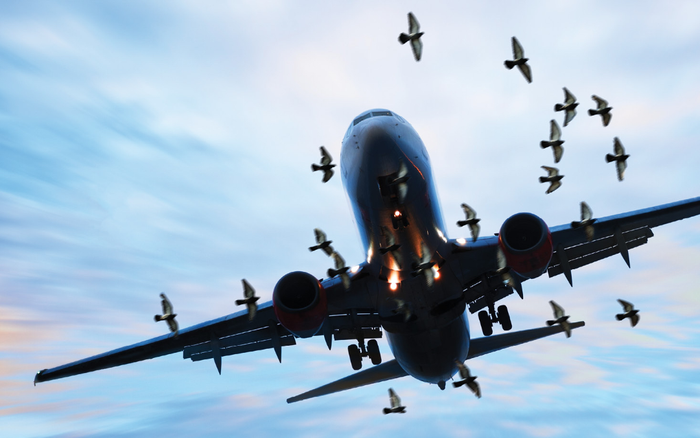 Điều gì sẽ xảy ra khi những chú chim lao vào động cơ máy bay?