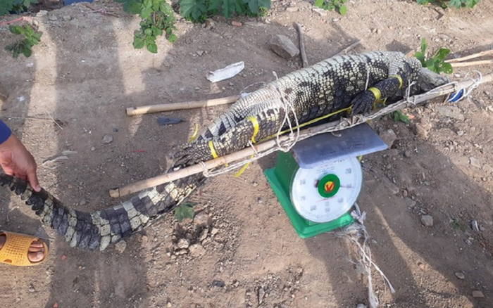 Bà Rịa - Vũng Tàu: Đã bắt được con cá sấu nghi sổng chuồng ở hồ nước gần khu dân cư