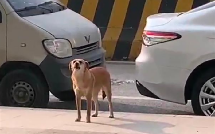 Chó ròng rã tới cửa phòng khám thú y sủa liên tục trong 3 tháng vì lý do này
