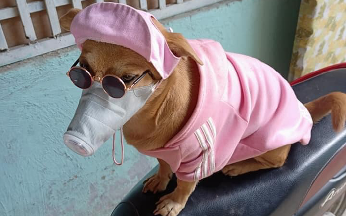 Sợ COVID-19, 'sen' sắm cho cún cưng chiếc khẩu trang khiến cộng đồng mạng phát sốt