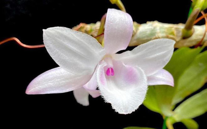 Nghệ nhân Phan Thanh Lương hướng dẫn mọi người trồng hoa lan đột biến đúng cách