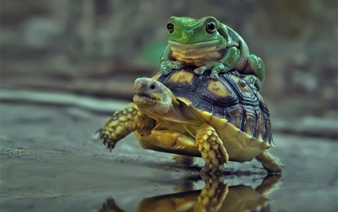 Khoảnh khắc dễ thương: Rùa tốt bụng cho ếch 'đi nhờ'