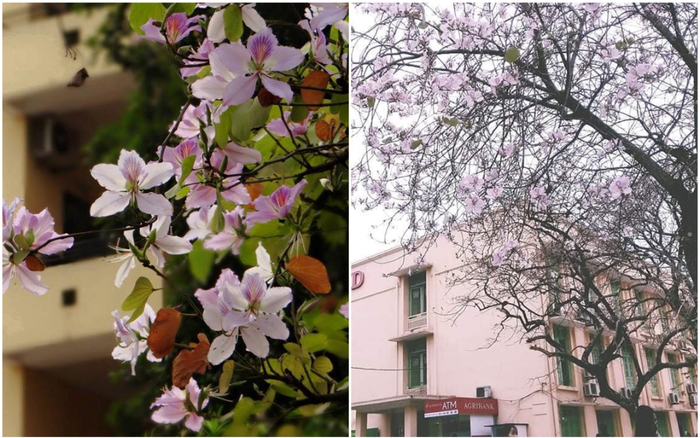 Tháng 2 này, đẹp nao lòng với ngôi trường ở Hà Nội nở rộ sắc tím hoa ban