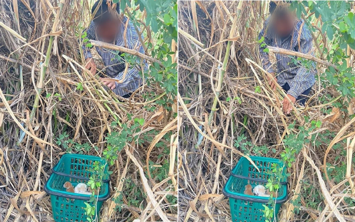 Ông bố ngăn cấm con gái nuôi mèo, nhưng hành động sau đó mới thật sự khiến nhiều người nể phục