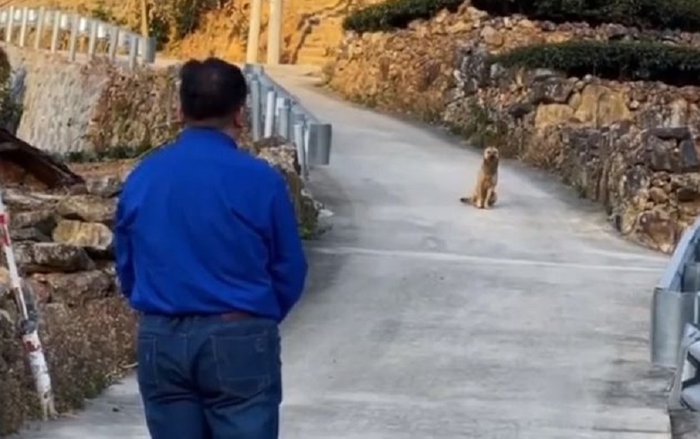 Khoảnh khắc chú chó già từ biệt chủ nhân trước khi rời nhà tìm nơi qua đời gây xúc động