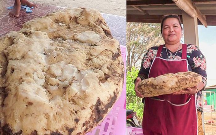 Người phụ nữ phát hiện khối long diên hương trị giá gần 6 tỷ