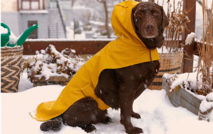 Zara lần đầu ra mắt BST quần áo dành cho chó mèo