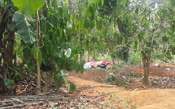 Vụ thi thể không nguyên vẹn trong rẫy cà phê: Do động vật gây ra