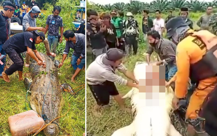 Hãi hùng cảnh rạch bụng cá sấu khổng lồ để lấy thi thể bé trai 8 tuổi