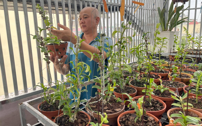 Nghệ nhân Lành Phan và tình yêu mãnh liệt với hoa phong lan