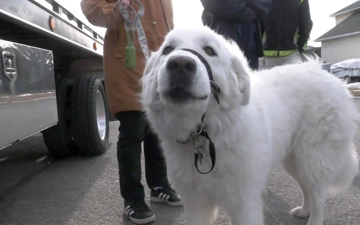 Chú chó giật dây xích chạy ra đường chặn xe cầu cứu khi chủ lên cơn co giật