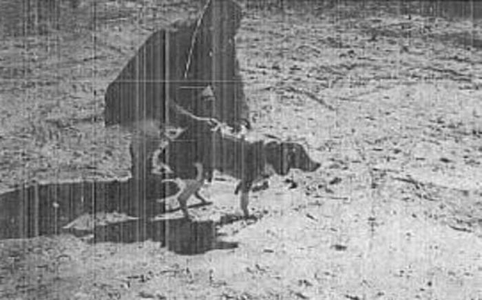 Thí nghiệm khủng khiếp của CIA những năm 1960 nhằm tạo ra chó 'điều khiển từ xa'