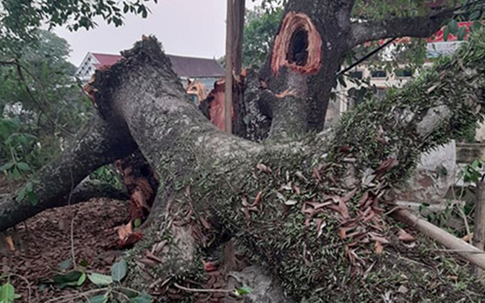 Cây đa 300 tuổi gãy đè trúng 4 học sinh tan học về