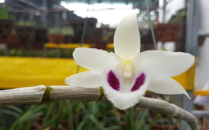 Nghệ nhân Bùi Văn Dũng - 9 năm theo đuổi vẻ đẹp của hoa lan và lý giải nguyên nhân lan đột biến có giá thành đắt đỏ