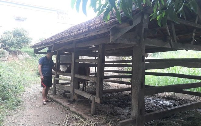 Lão nông đau đớn khi kẻ trộm lẻn vào xẻ thịt bê non, lấy đi 2 đùi