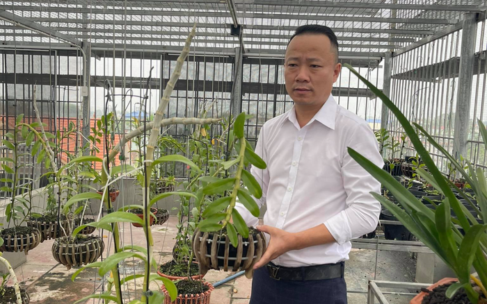 Ông chủ vườn lan Mạnh Quỳnh - Người chơi hoa lan bắt đầu từ sự… thờ ơ