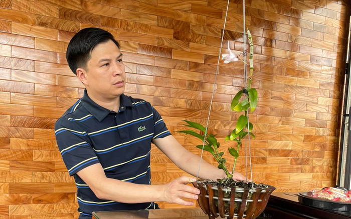 Ông chủ Ninh Nguyễn và câu chuyện của người sành lan đất Phú Thọ