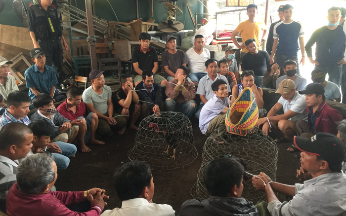 Công an bắt quả tang 45 đối tượng đang say sưa đá gà ăn tiền