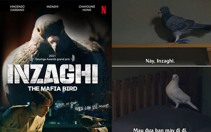 'Vincenzo': Một câu chuyện cảm động có thật về tình bạn sâu sắc giữa Mafia và Bồ Câu