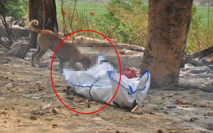 Thi thể phẩm phán qua đời vì Covid-19 bị chó hoang cắn xé