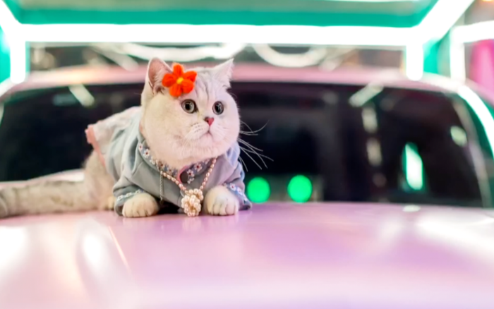 Mao Mao - con mèo vàng trong làng mẫu, kiếm tiền nhiều hơn cả con người