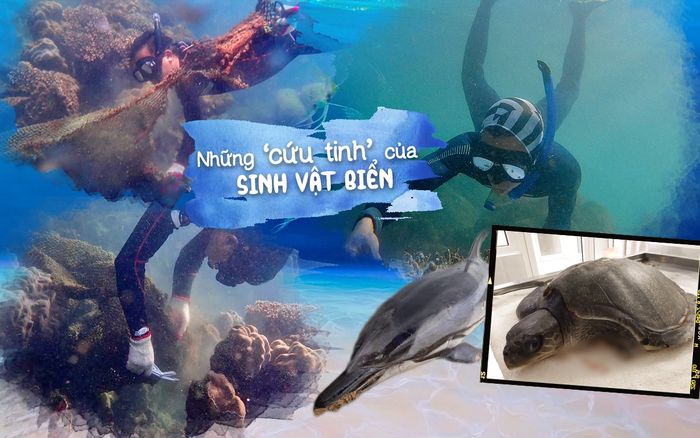 Những 'cứu tinh' của sinh vật biển: 'Biển là cái nôi của sự sống, nhưng đang bị huỷ hoại từng ngày'
