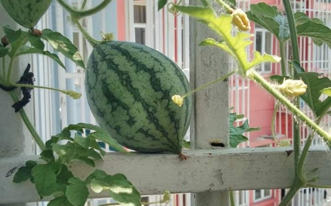 Sinh viên thi nhau khoe loạt ảnh chụp cây ăn quả tự trồng cực ngon mắt ngoài ban công ký túc xá