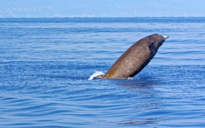 Cá voi chết với 16kg rác bên trong dạ dày