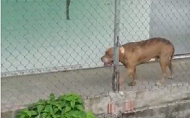 Chó Pitbull lao vào cắn chết người trong quán cà phê, chủ can ngăn cũng bị tấn công trọng thương