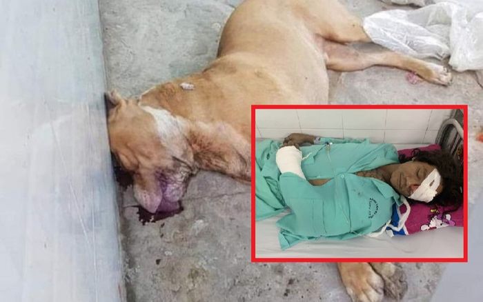Thông tin mới vụ chó Pitbull cắn chết người ở Long An