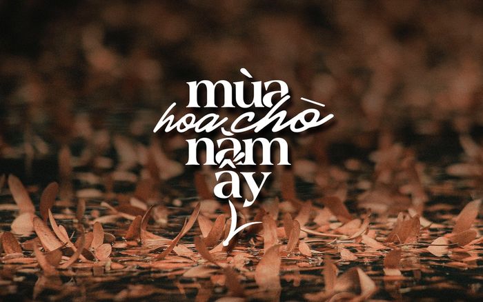 Mùa hoa chò dạt dào kí ức của người Sài Gòn