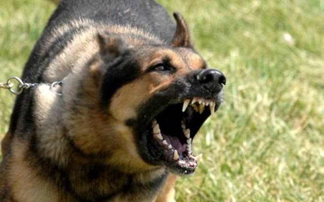 Sau vụ chó Pitbull tấn công chết người, lại thêm vụ bé trai 3 tuổi bị chó cắn nát mặt gây sợ hãi