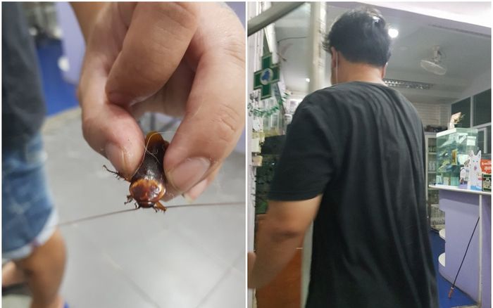 Nhìn thấy con gián bị giẫm bên lề đường, người đàn ông có hành động 'không thể tin nổi'