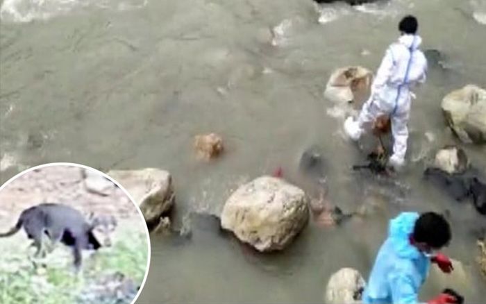 Hãi hùng cảnh chó hoang gặm xác bệnh nhân Covid-19 ở Ấn Độ