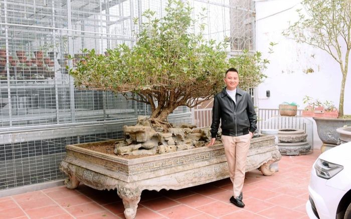 Ngỡ ngàng trước cụ mộc hương trăm tuổi chuyển nhượng với giá 4 tỷ đồng