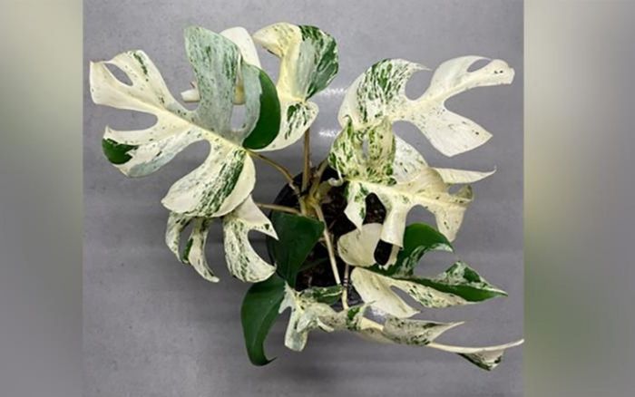 Cây trầu bà đột biến được bán với giá kỷ lục - hơn 440 triệu đồng ở New Zealand