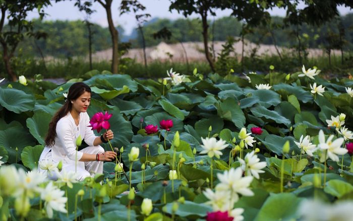 Hà Nội: Khám phá 'thiên đường sen' tuyệt đẹp có gần 200 loài sen