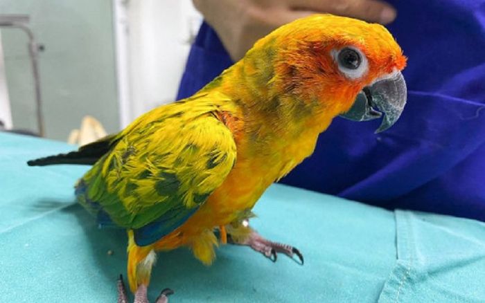 Chủ đưa vẹt bị ốm đi khám, ai nấy đều sốc nặng khi bác sĩ mổ ra 21 viên kim cương