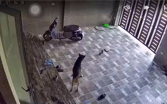 Liên tục phát hiện rắn hổ mang trườn vào nhà dân ở Nghệ An