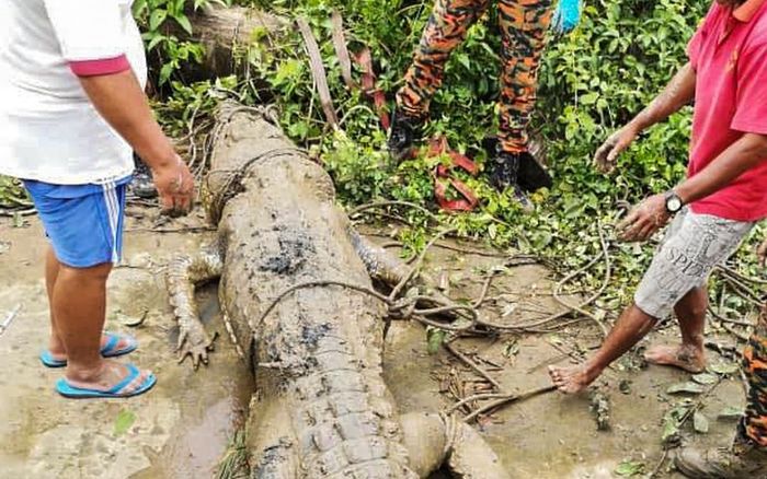 Những vụ cá sấu khổng lồ tấn công người ghê rợn nhất thế giới