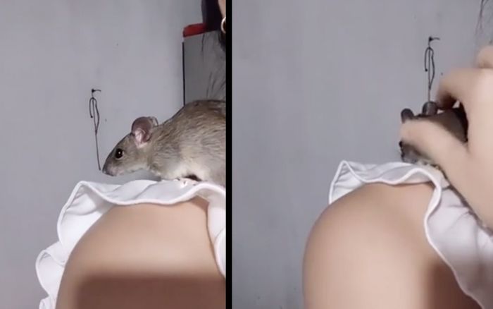 Cô gái khiến nhiều người 'hoang mang tột độ' khi nuôi chuột đồng như thú cưng