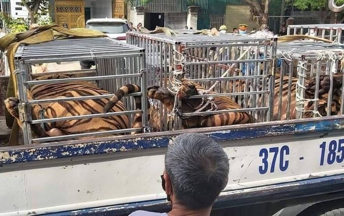 Hàng chục cảnh sát ập vào nhà dân thu giữ 16 con hổ trưởng thành