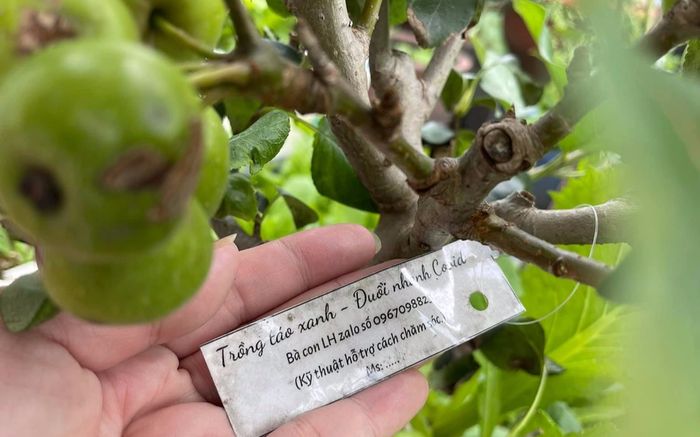 Cây táo được trồng trong khu phong tỏa nay đã có 'quả ngọt'