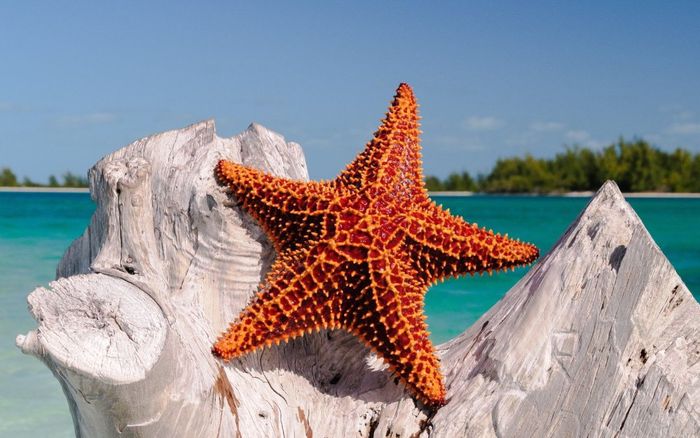 Những địa điểm du lịch Phú Quốc hấp dẫn nếu bỏ lỡ là bạn sẽ phải hối tiếc