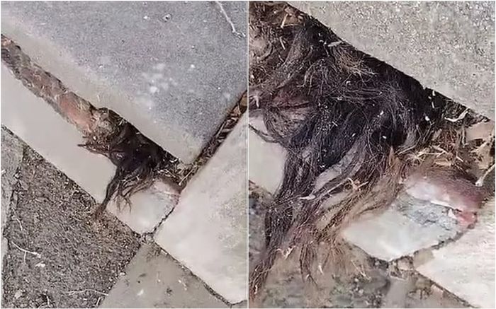 Thấy 'vật thể lạ' thò ra từ vết nứt ngôi mộ, người đàn ông bị dọa sợ 'dựng tóc gáy'