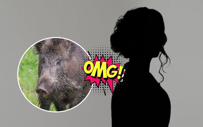 Dở khóc dở cười: Nữ ca sĩ đình đám lên mạng kể lể vì bị lợn rừng... giật túi xách