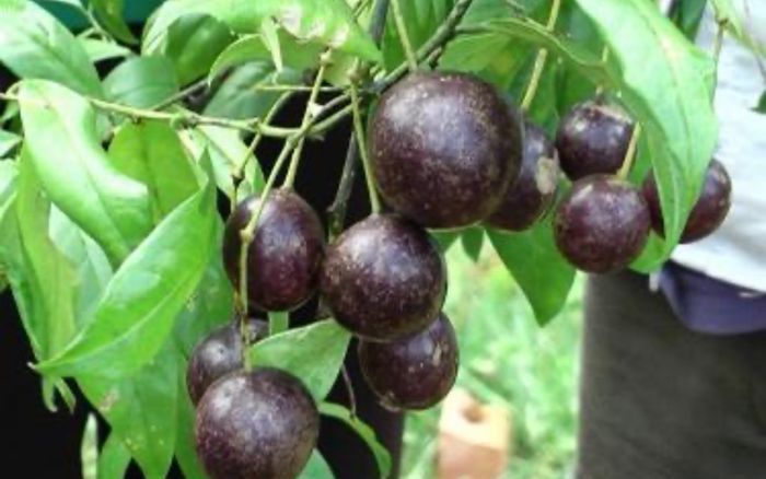 Gần 20 học sinh ngộ độc nhập viện, một bé tử vong do ăn quả Hồng Châu